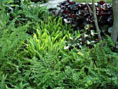 MIXED FERNS