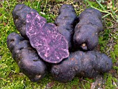 BLACK VITELOTTE POTATOES HARVESTED