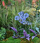 AGAPANTHUS IN BORDER