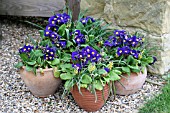 SPRING CONTAINERS WITH BLUE PRIMULAS