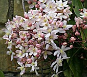 CLEMATIS ARMANDII APPLE BLOSSOM