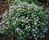 BRUNNERA MACROPHYLLA LANGTREES