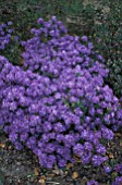 RHODODENDRON SAINT TUDY,  BLUE, FLOWERS, WHOLE, PLANT