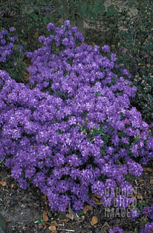 RHODODENDRON_SAINT_TUDY__BLUE_FLOWERS_WHOLE_PLANT