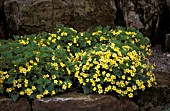 WALDSTEINIA GEOIDES,  EVERGREEN, PERENNIAL, GROUND COVER, YELLOW, FLOWERS, SUMMER