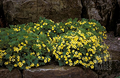 WALDSTEINIA_GEOIDES__EVERGREEN_PERENNIAL_GROUND_COVER_YELLOW_FLOWERS_SUMMER