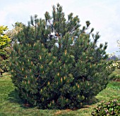 PINUS ATTENUATA, (KNOBCONE PINE)