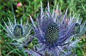 ERYNGIUM ALPINUM