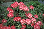 RHODODENDRON ANUSCHKA