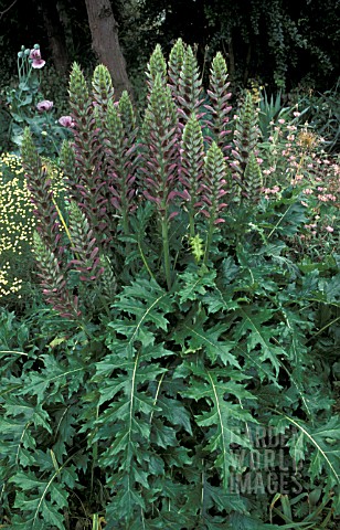 ACANTHUS_MOLLIS__WHOLE_PLANY_EARLY_SUMMER