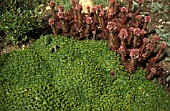 AZORELLA TRIFURCATA,  EVERGREEN, PERENNIAL, GROUNDCOVER