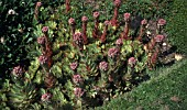 SEMPERVIVUM MONTANUM