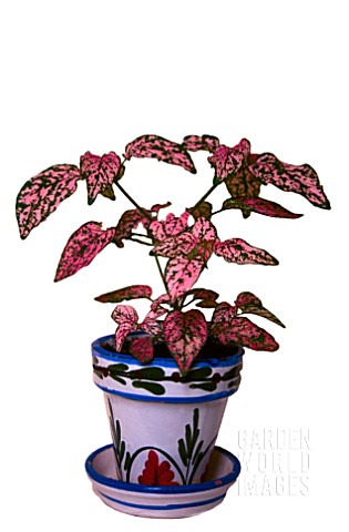 HYPOESTES_PHYLLOSTACHYA_AGM_POLKA_DOT_PLANT_AS_HOUSEPLANT