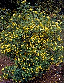 JASMINUM HUMILE REVOLUTUM