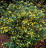 JASMINUM HUMILE REVOLUTUM