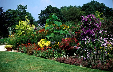 SUMMER__MIXED_BORDER_CLEMATIS_ASTER_SOLIDASTER_ACHILLEA_ARCTOTIS