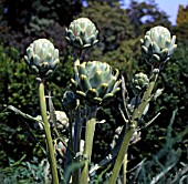 CYNARA SCOLYMUS GREEN GLOBE, (GLOBE ARTICHOKE GREEN GLOBE)