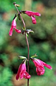 SALVIA BUCHANANII