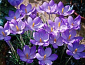 Crocus goulimyi