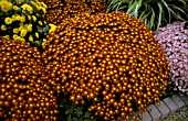 CHRYSANTHEMUM,  REDBREAST IN BORDER