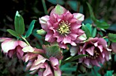 HELLEBORUS ORIENTALISDOUBLE PINK