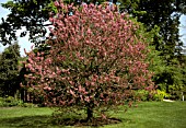 CERCIS SILIQUASTRUM,  RUBRA,  JUDAS TREE