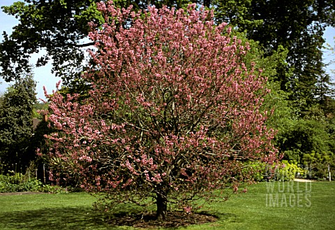 _CERCIS_SILIQUASTRUM__RUBRA__JUDAS_TREE