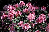 RHODODENDRON FURNIVALLS DAUGHTER,  PINK, FLOWERS, WHOLE, PLANT