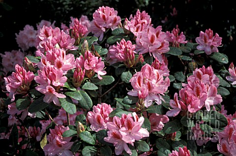 RHODODENDRON_FURNIVALLS_DAUGHTER__PINK_FLOWERS_WHOLE_PLANT