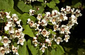 CATALPA BIGNONIOIDES CLOSE UP OF LATE SUMMER FLOWERS.