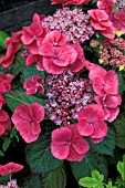 HYDRANGEA MACROPHYLLA,  NIGHTINGALE