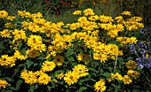 HELIOPSIS HELIANTHOIDES,  DESERT KING,  MASS OF FLOWER HEADS AND FOLIAGE