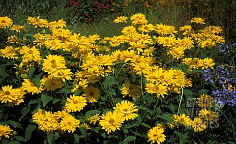 _HELIOPSIS_HELIANTHOIDES__DESERT_KING__MASS_OF_FLOWER_HEADS_AND_FOLIAGE