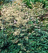 ARTEMISIA LACTIFLORA GUIZHOU GROUP