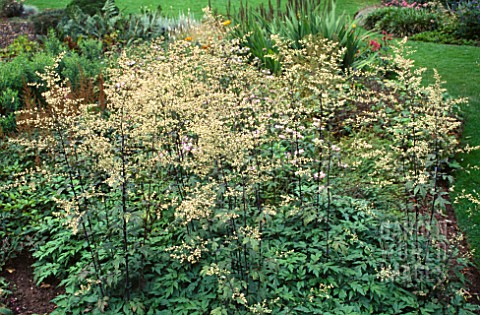 ARTEMISIA_LACTIFLORA_GUIZHOU_GROUP