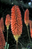 KNIPHOFIA PRINCE IGOR,  RED HOT POKER,  TORCH LILY