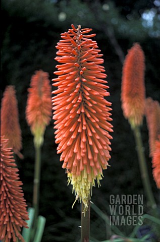 _KNIPHOFIA_PRINCE_IGOR__RED_HOT_POKER__TORCH_LILY