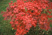 ACER PALMATUM,  WHOLE, TREE, AUTUMN