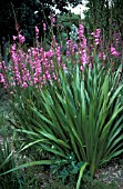 WATSONIA BORBONICA,  HALF HARDY, PERENNIAL, PINK, FLOWER, SUMMER