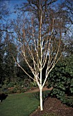 BETULA UTILIS JAQUEMONTI IN A BORDER WITH RHODODEDRONS IN WINTER. BLUE SKY SHOWING THROUGH TREES