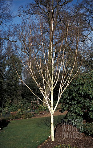 _BETULA_UTILIS_JAQUEMONTI_IN_A_BORDER_WITH_RHODODEDRONS_IN_WINTER_BLUE_SKY_SHOWING_THROUGH_TREES