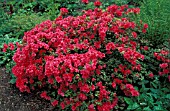 RHODODENDRON LILY MARLEEN,  RED, FLOWERS, WHOLE, PLANT