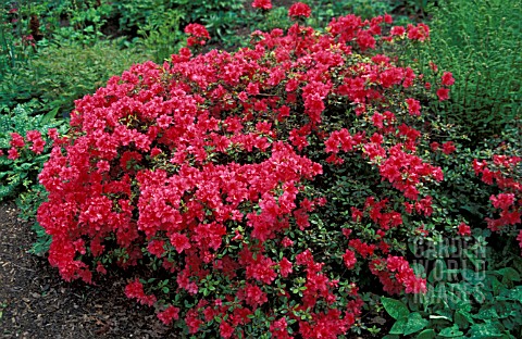 RHODODENDRON_LILY_MARLEEN__RED_FLOWERS_WHOLE_PLANT
