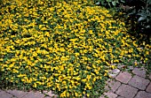 LYSIMACHIA NUMMULARIACREEPING JENNY