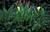 ZANTEDESCHIA ELLIOTIANA,  WHOLE, PLANT, YELLOW, FLOWER