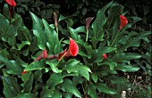 ZANTEDESCHIA PHILOMEN,  CLOSE UP, RED, FLOWER