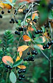 ARONIA MELANOCARPA,  BLACK CHOKEBERRY