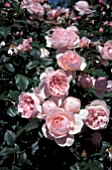 ROSA HERITAGE SHRUB, ROSE