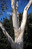 EUCALYPTUS PAUCIFLORA,  NIPHOPHILA (SNOW GUM)