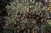 ARBUTUS UNEDO RUBRA,  EVERGREEN TREE.